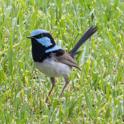 Malurus cyaneus (Superb Fairywren).jpg